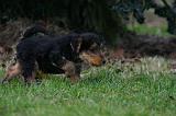 WELSH TERRIER 148